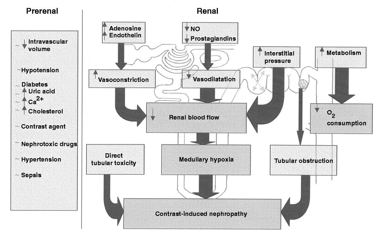 CIN-pathophys